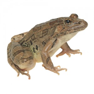 ǰ 
