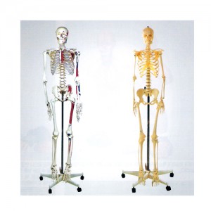 ��ǰ ������