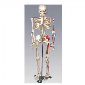 ��ǰ ������